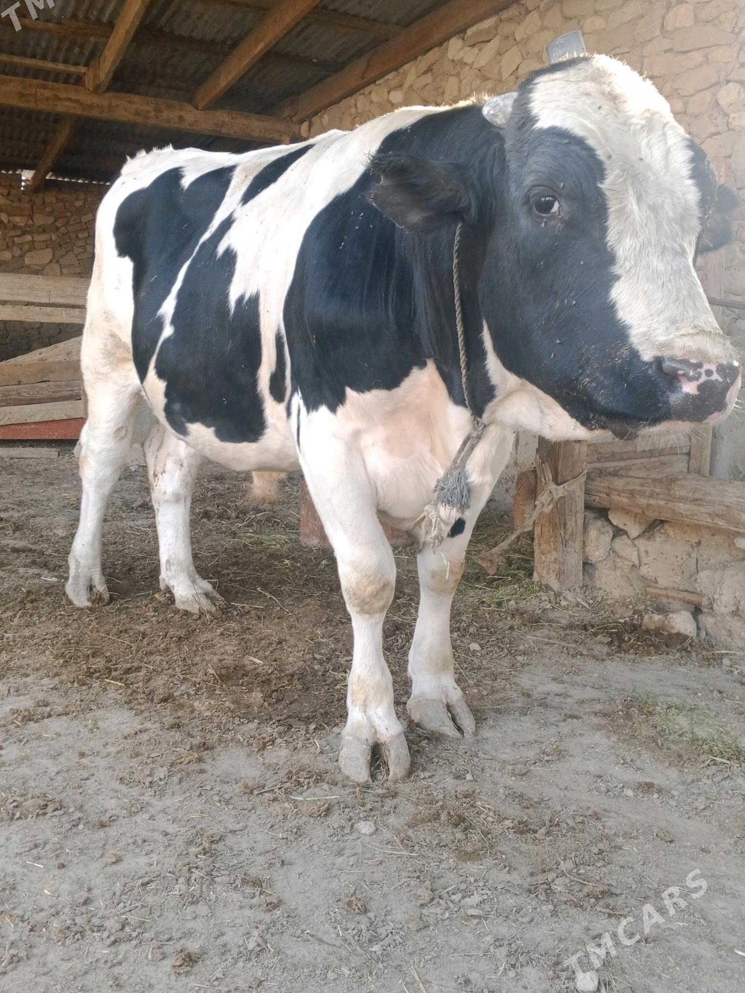 gaşdeýin öküz - Берекет - img 1