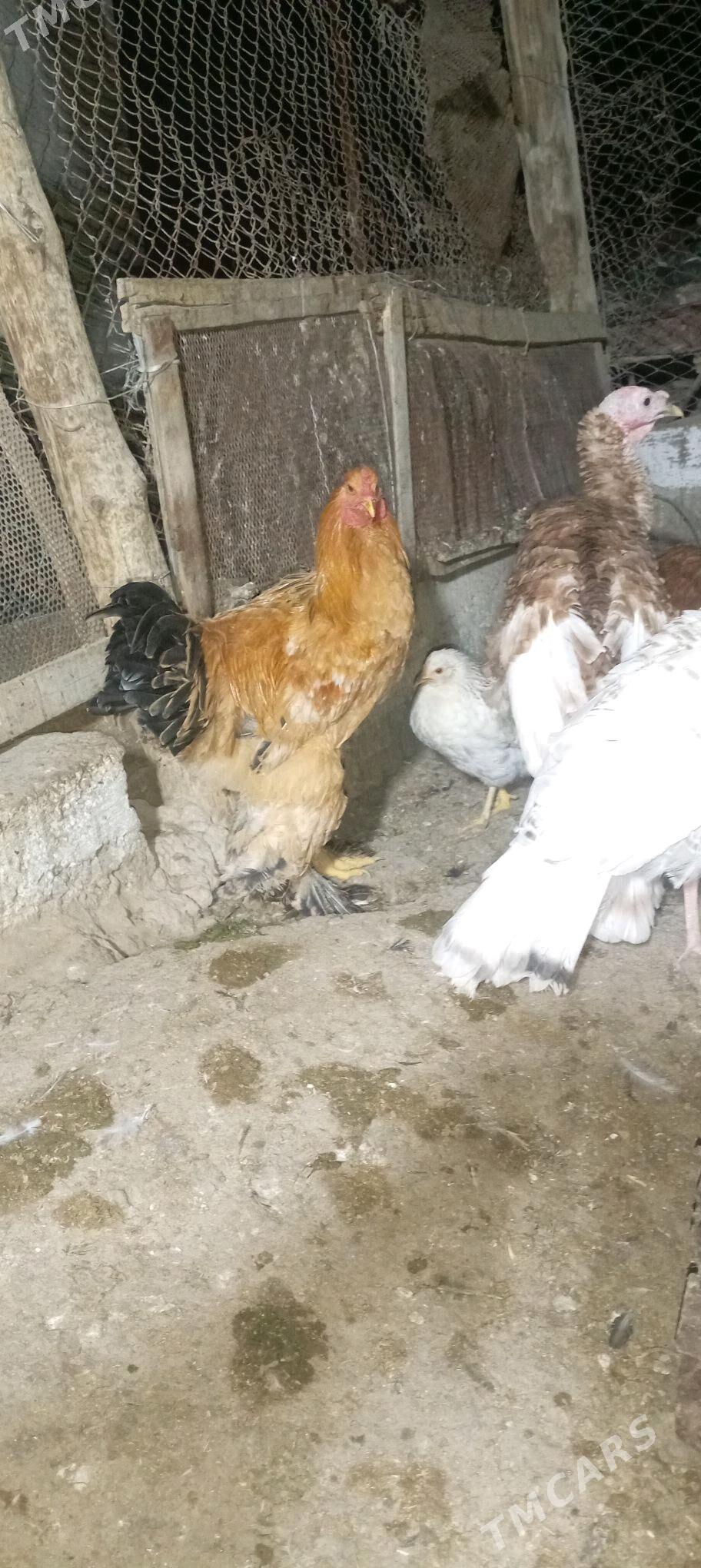 INDUK BRAMA - Гёкдепе - img 2