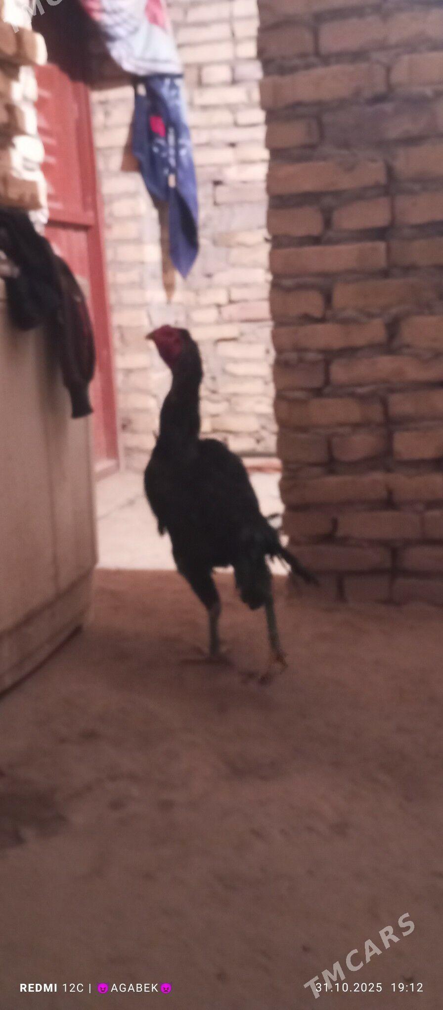 bayes horaz - Дарганата - img 4