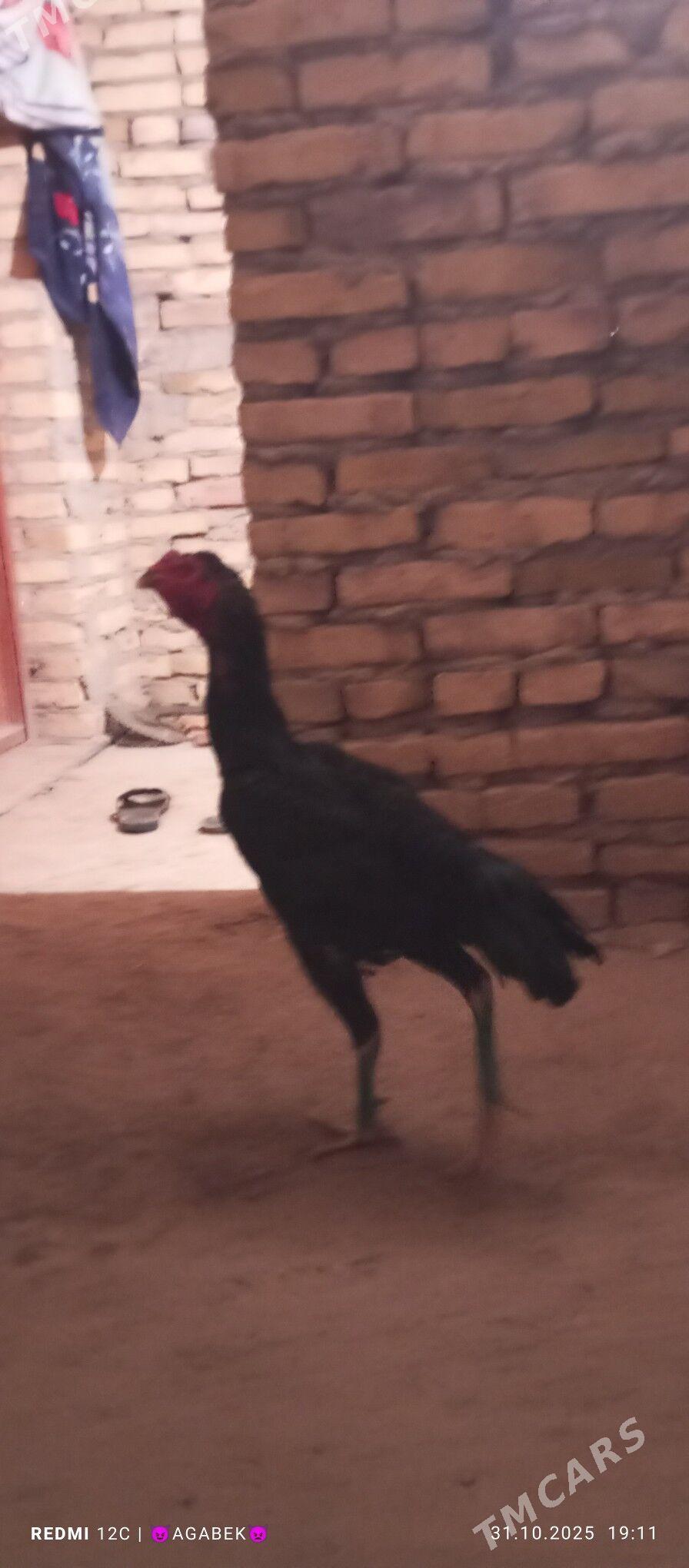 bayes horaz - Дарганата - img 1