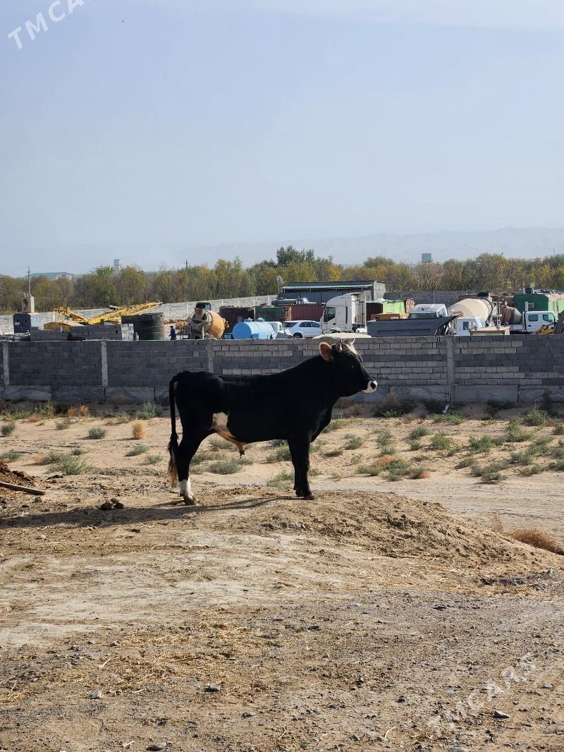 okuz - Анев - img 2