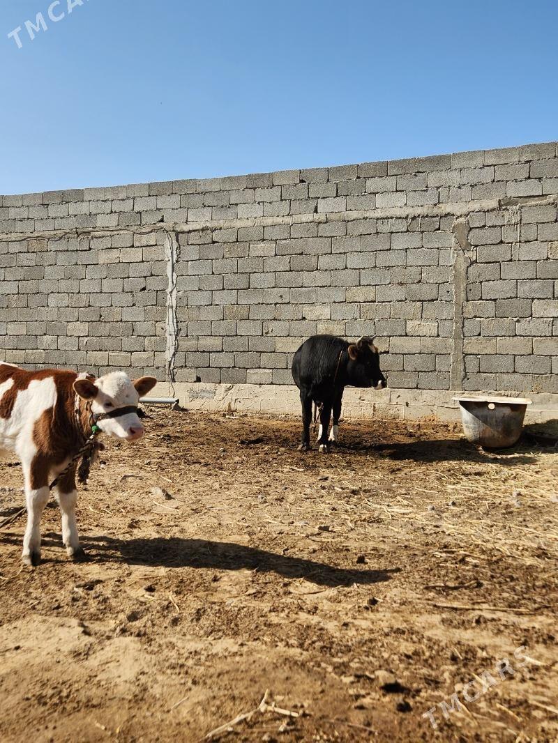 okuz - Анев - img 3