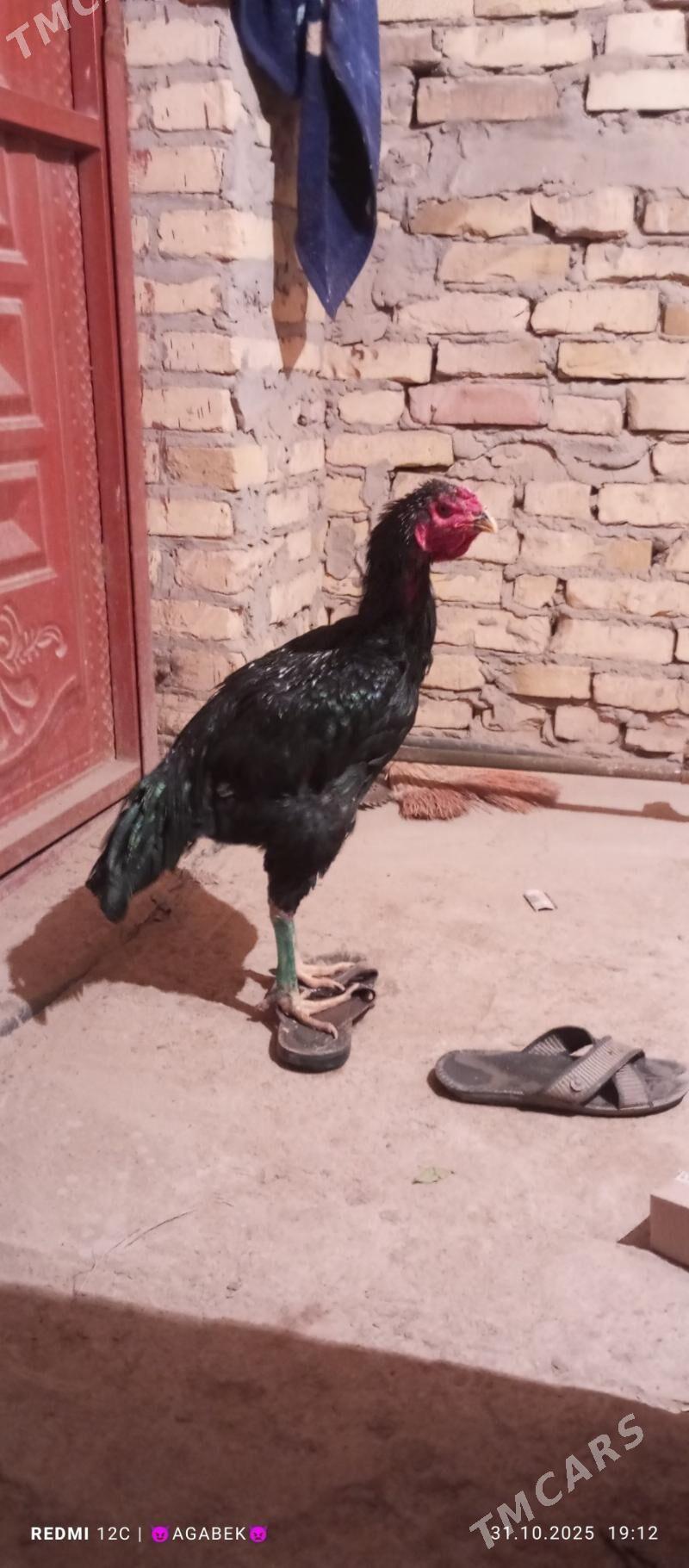 bayes horaz - Дарганата - img 3