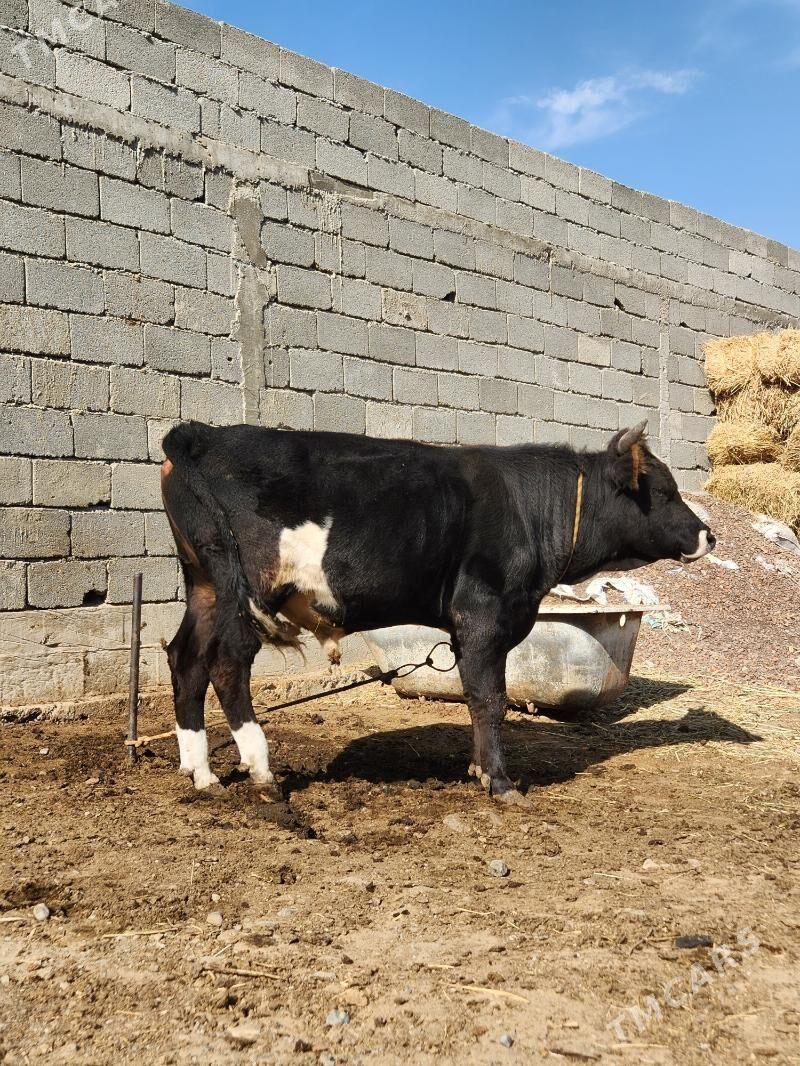 okuz - Анев - img 4