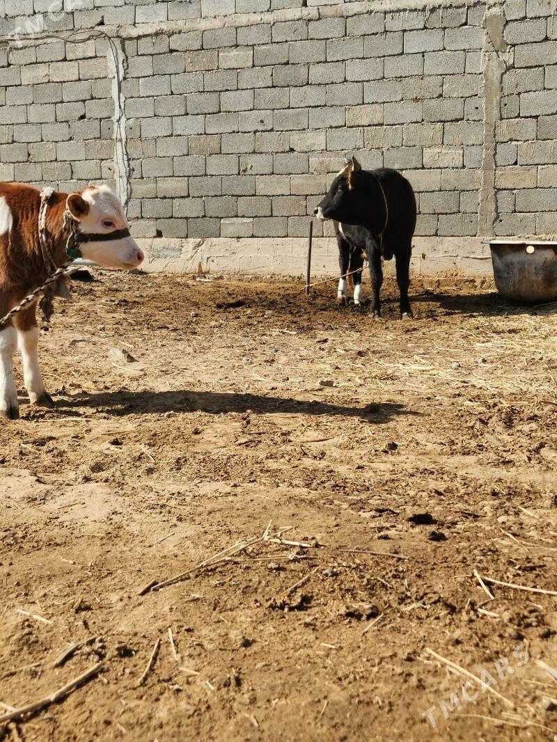 okuz - Анев - img 5