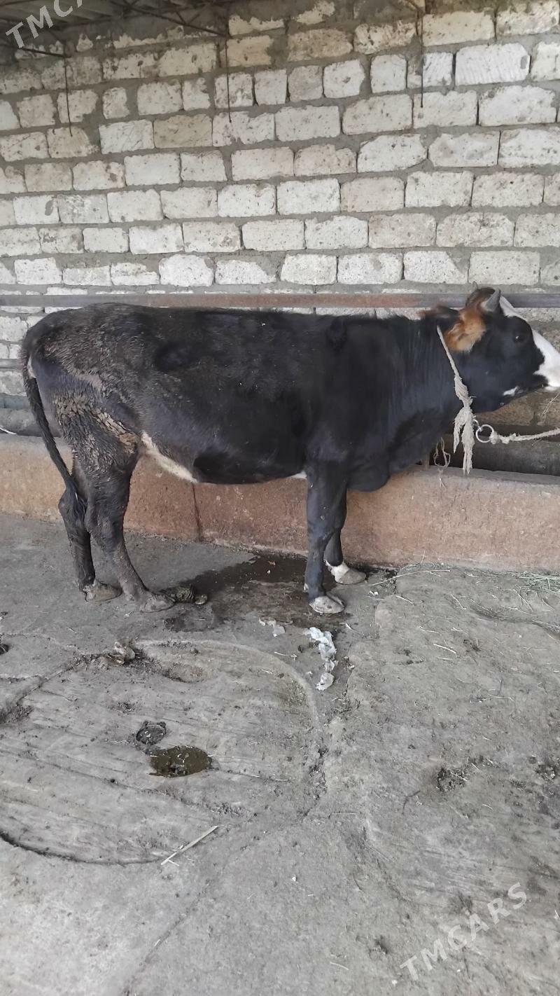 Semiz tüwe - Бахарден - img 2