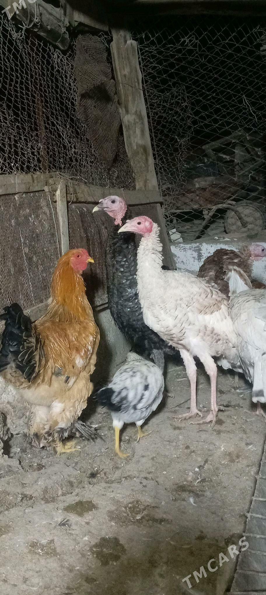 INDUK BRAMA - Гёкдепе - img 1