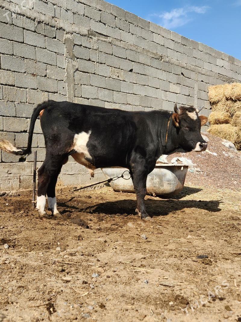 okuz - Анев - img 1