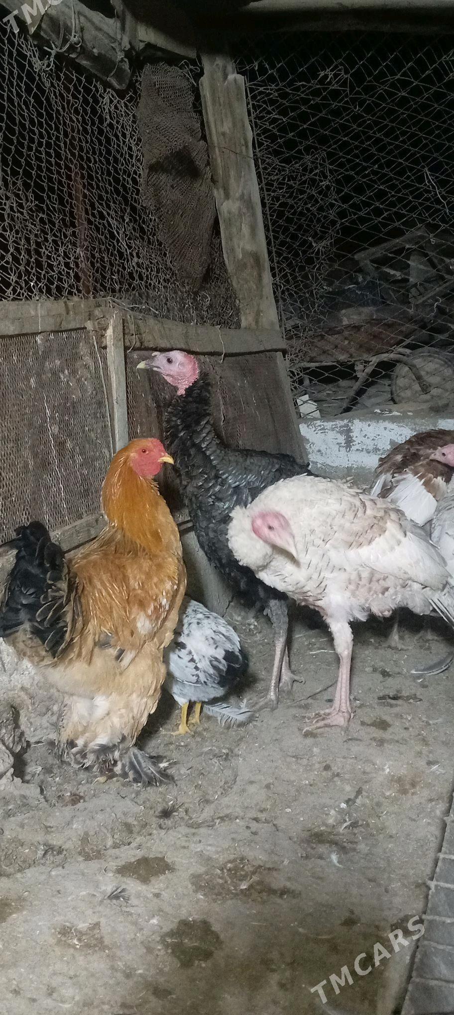 INDUK BRAMA - Гёкдепе - img 3