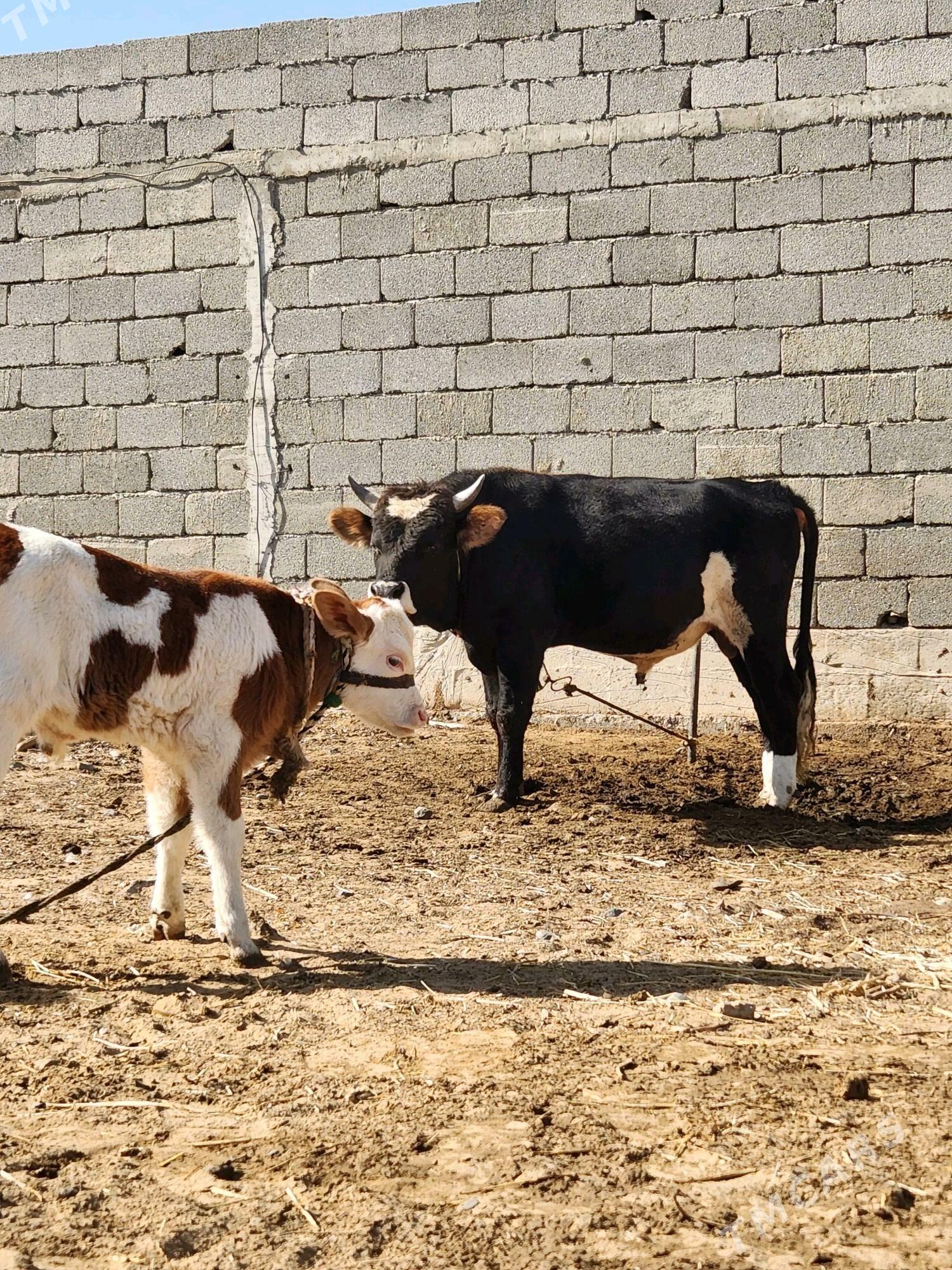 okuz - Анев - img 7