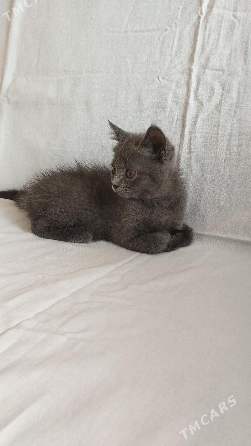 britan - Türkmenabat - img 2