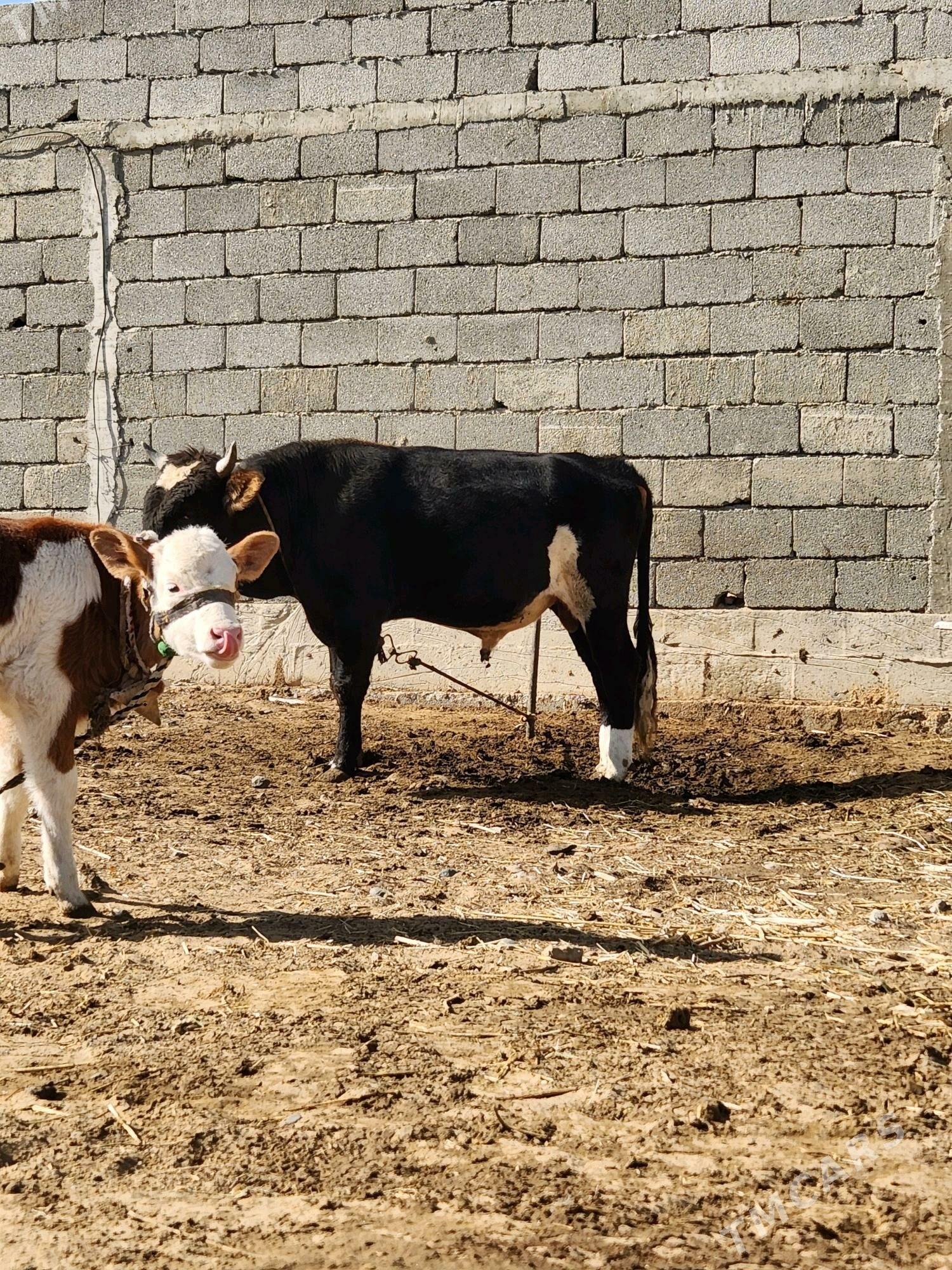 okuz - Анев - img 6