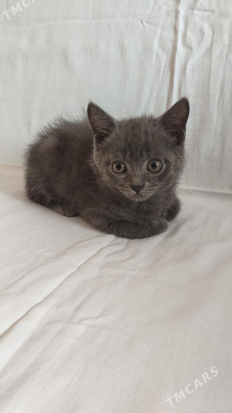 britan - Türkmenabat - img 1