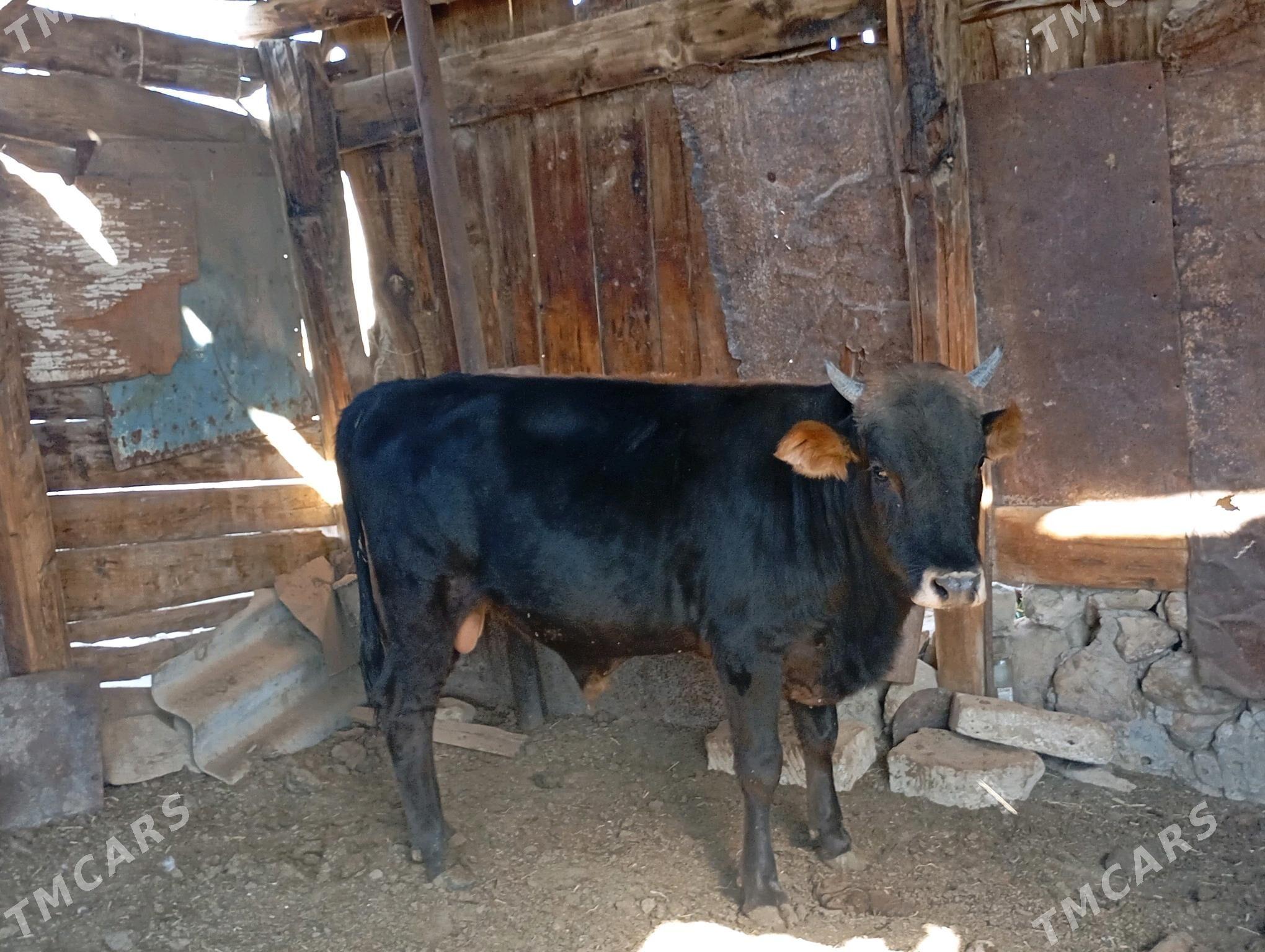 окиз. - Джебел - img 3