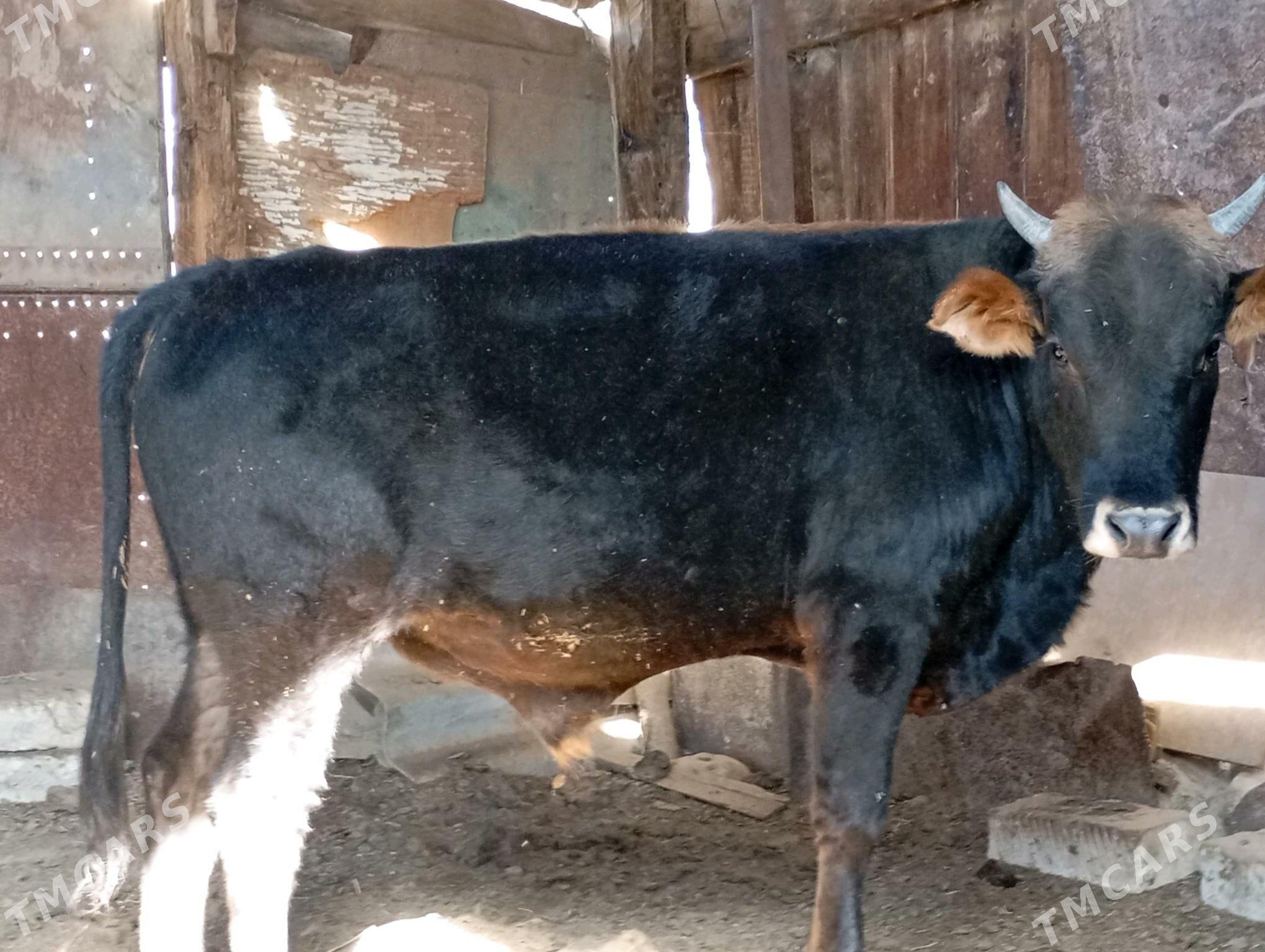 окиз. - Джебел - img 4