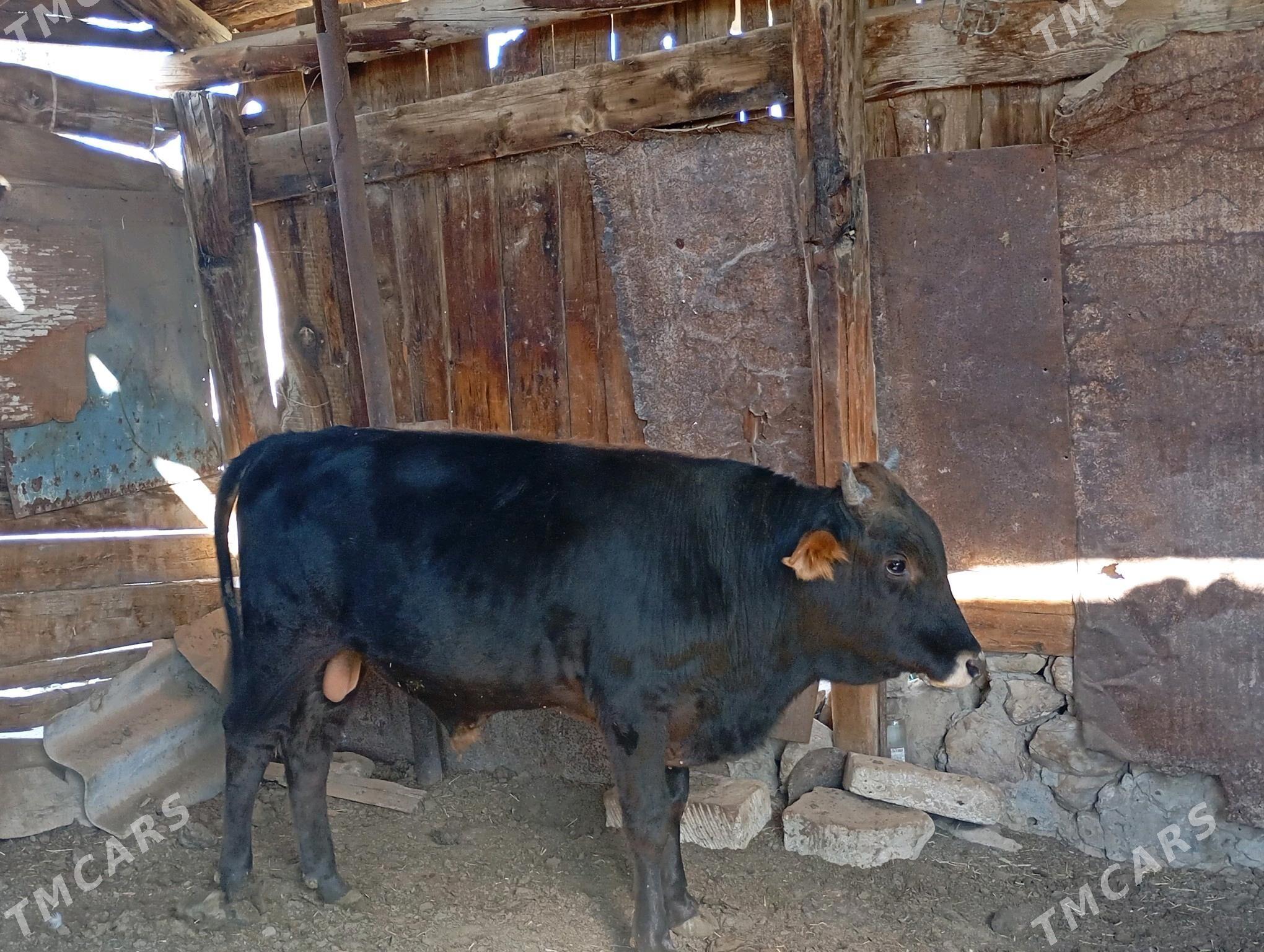 окиз. - Джебел - img 2