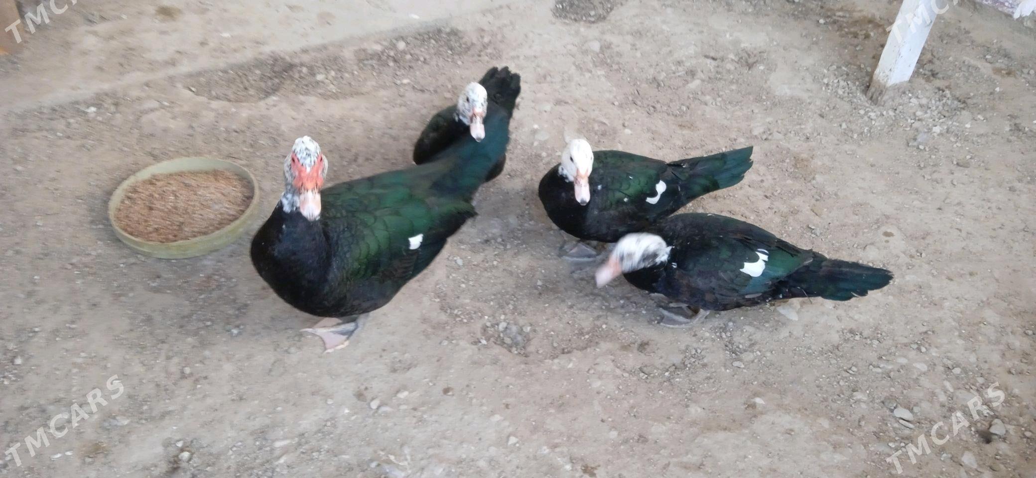 Sesiz Órdek Utga - Balkanabat - img 2