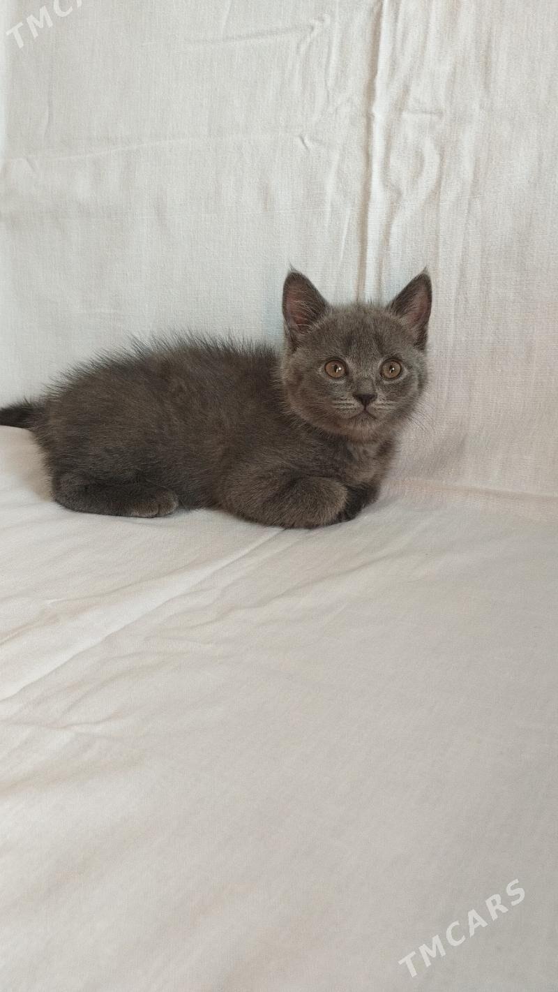 britan - Türkmenabat - img 2