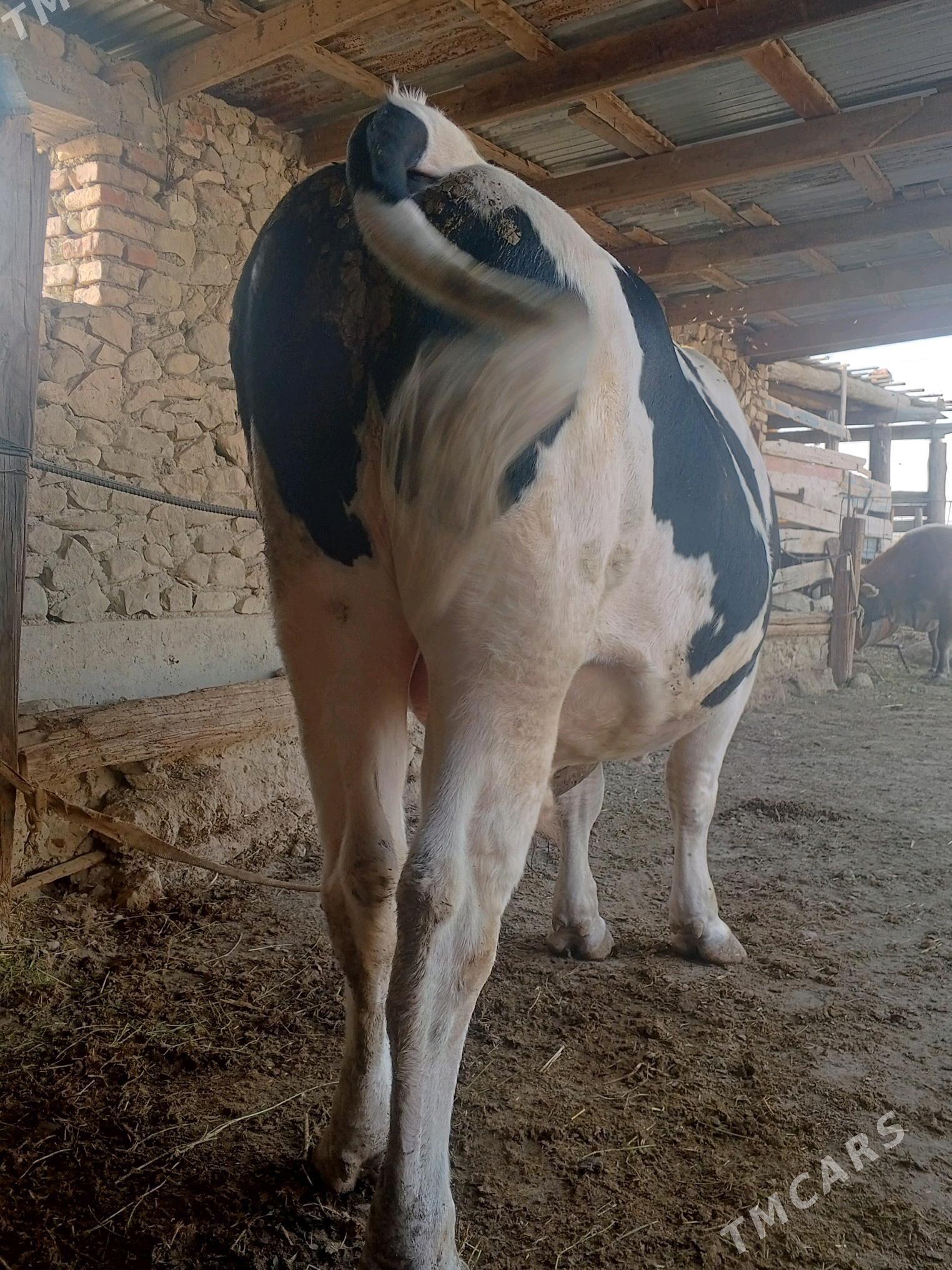 gaşdeýin öküz - Bereket - img 2