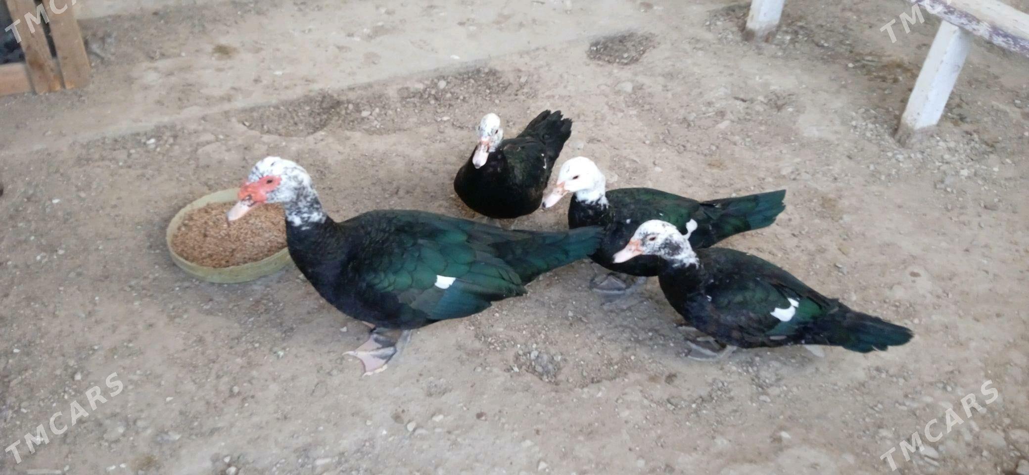 Sesiz Órdek Utga - Balkanabat - img 3