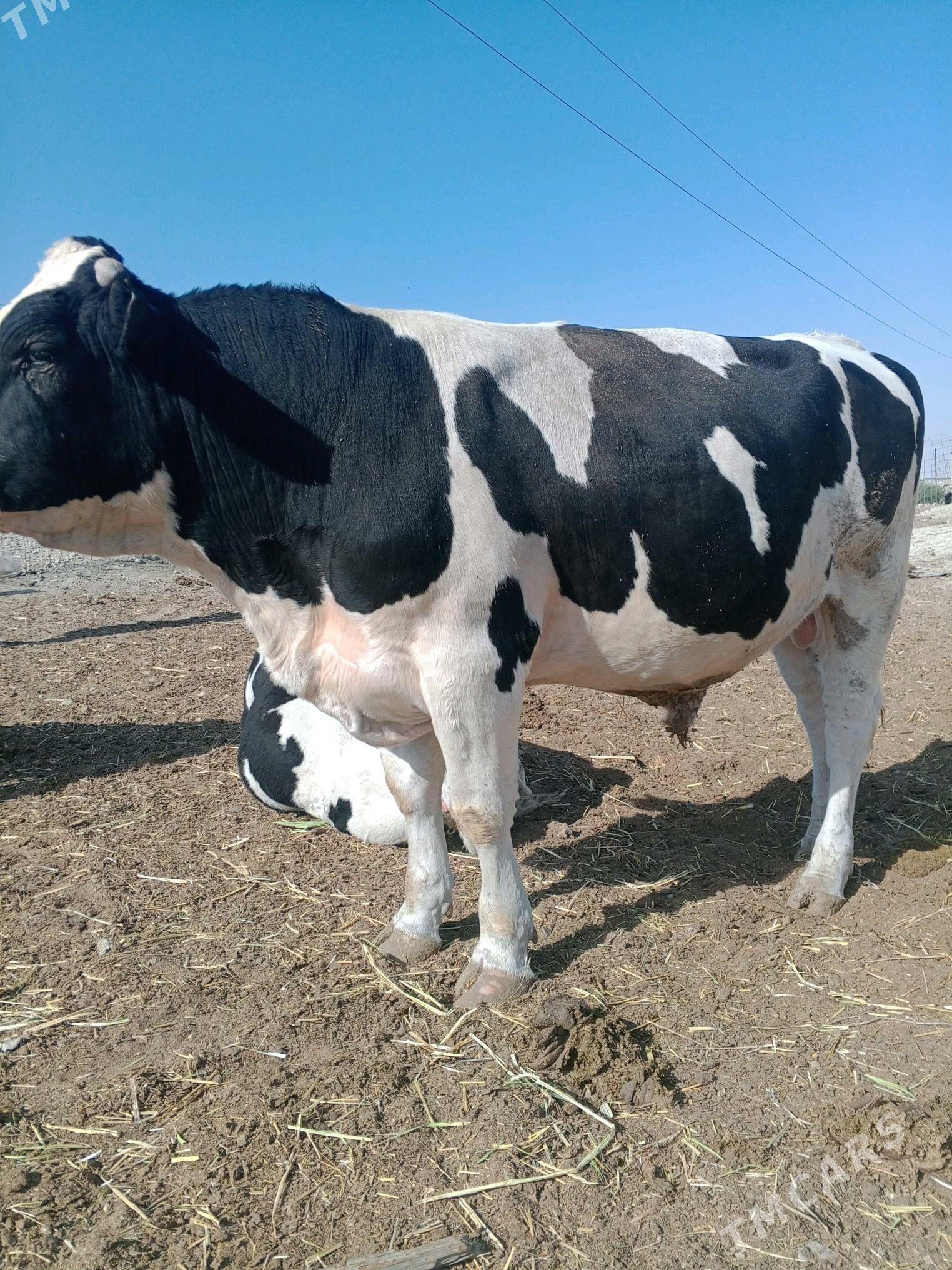 gaşdeýin öküz - Bereket - img 3