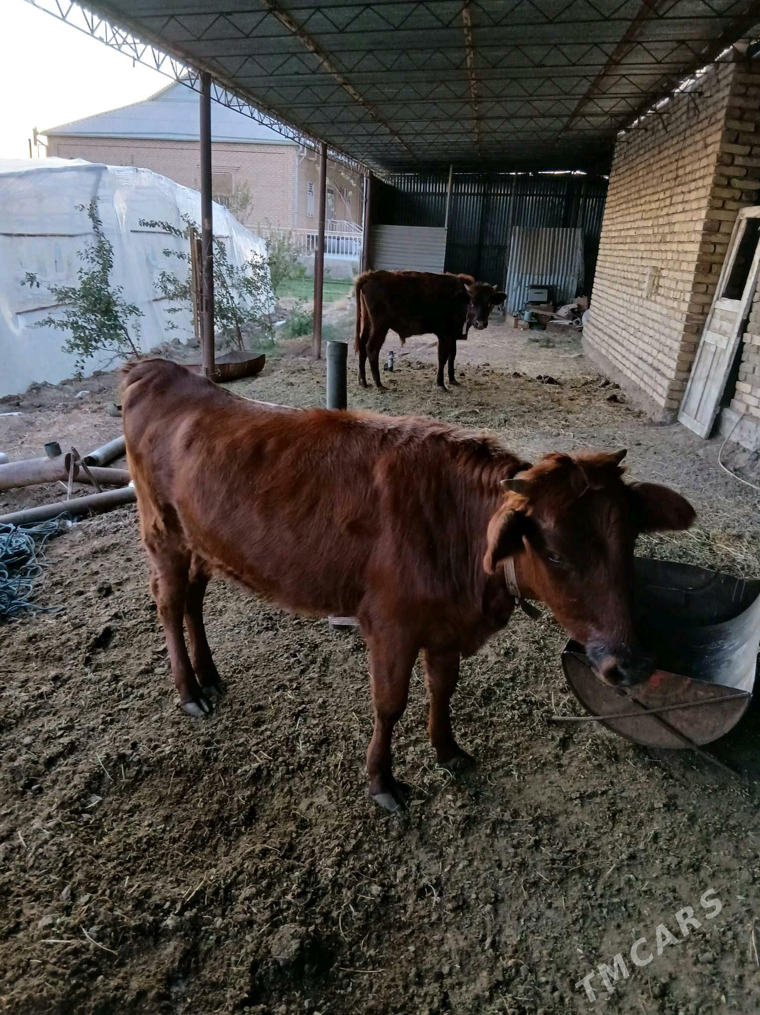 Gulajynlar - Сакарчага - img 3