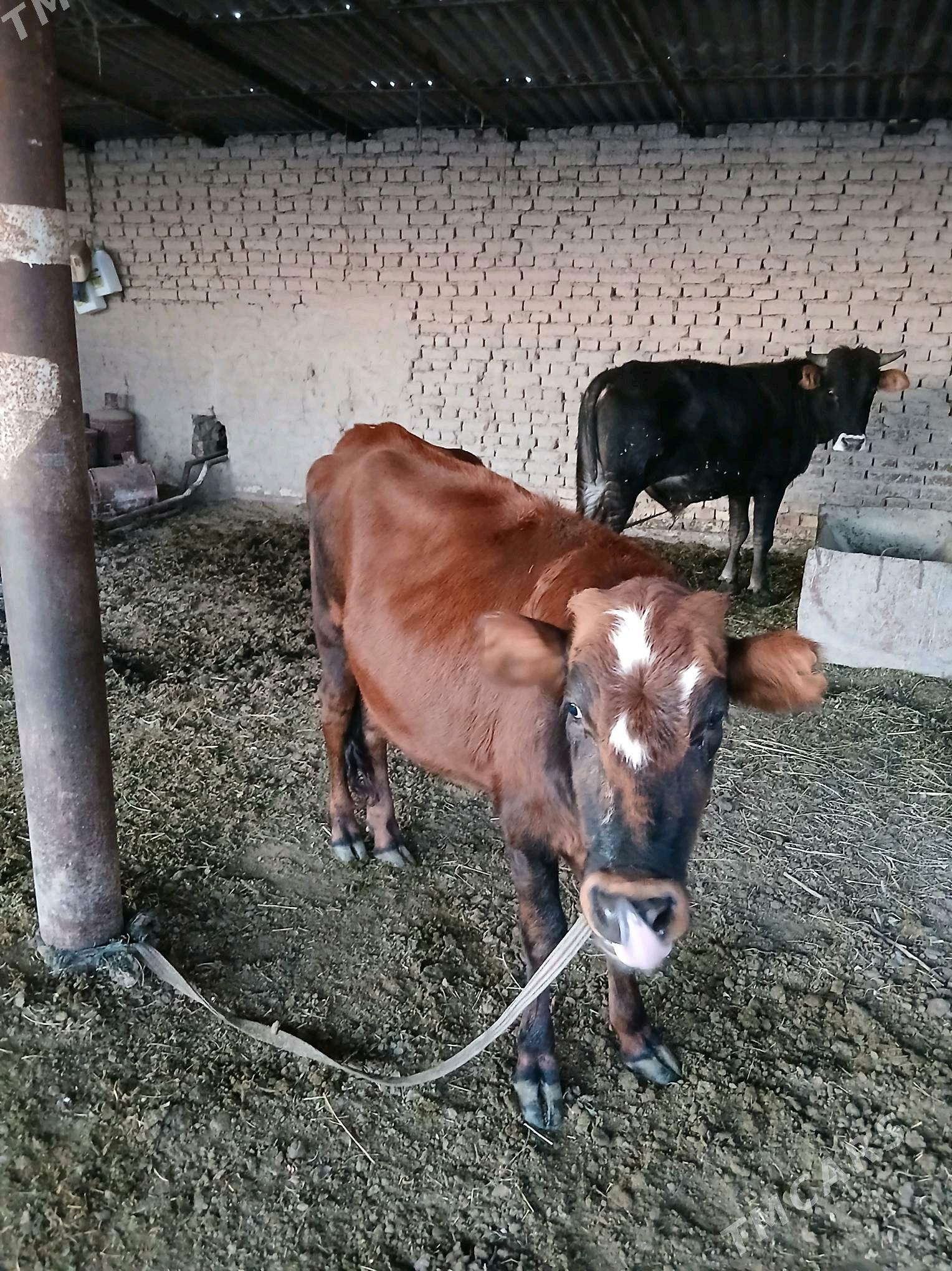 Gulajynlar - Сакарчага - img 2