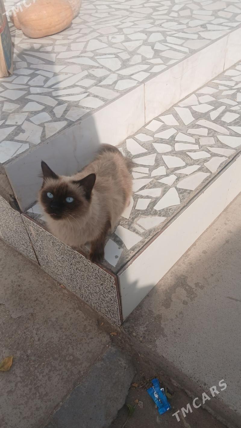 pisik - Türkmenabat - img 2