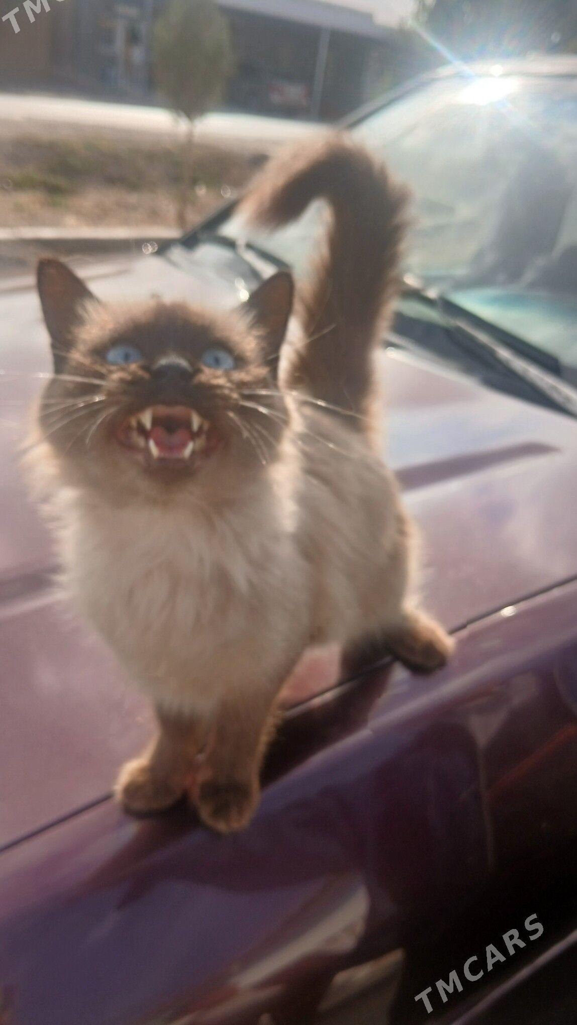 pisik - Türkmenabat - img 1