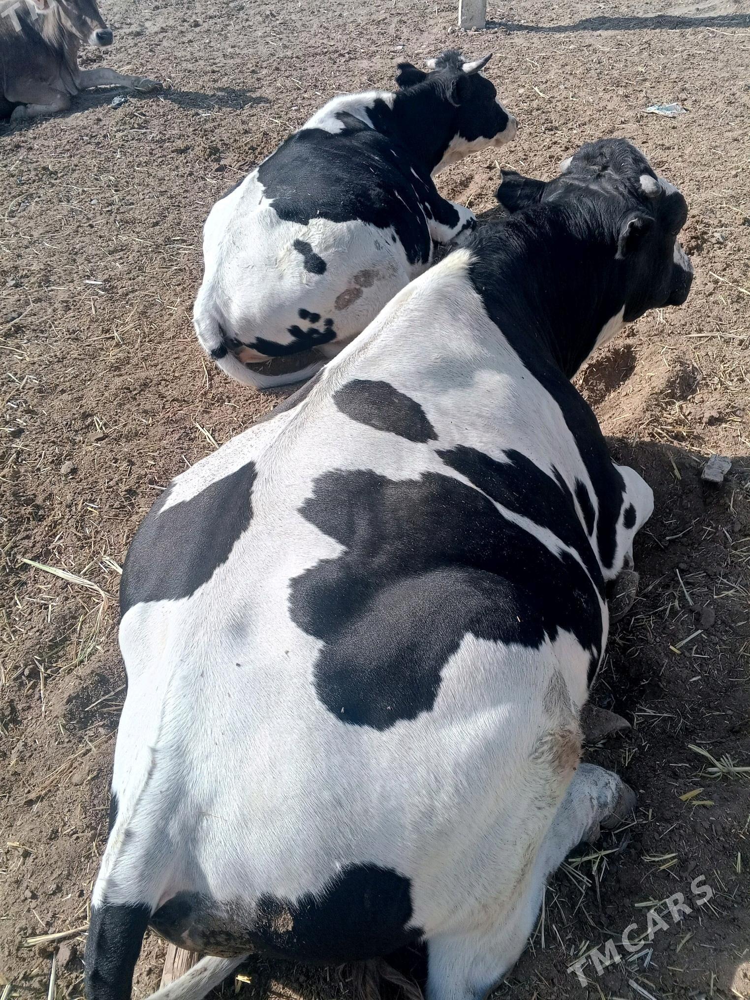 gaşdeýin öküz - Bereket - img 4