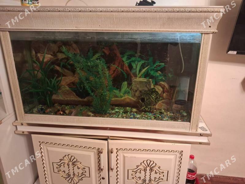 akwarum - Hitrowka - img 1