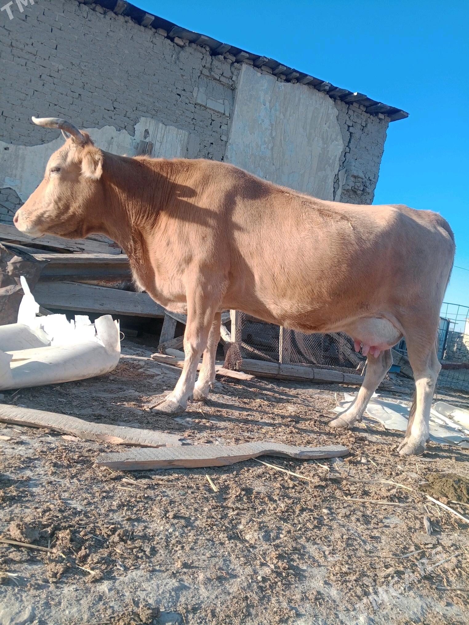 gölelisygr - Bereket - img 1