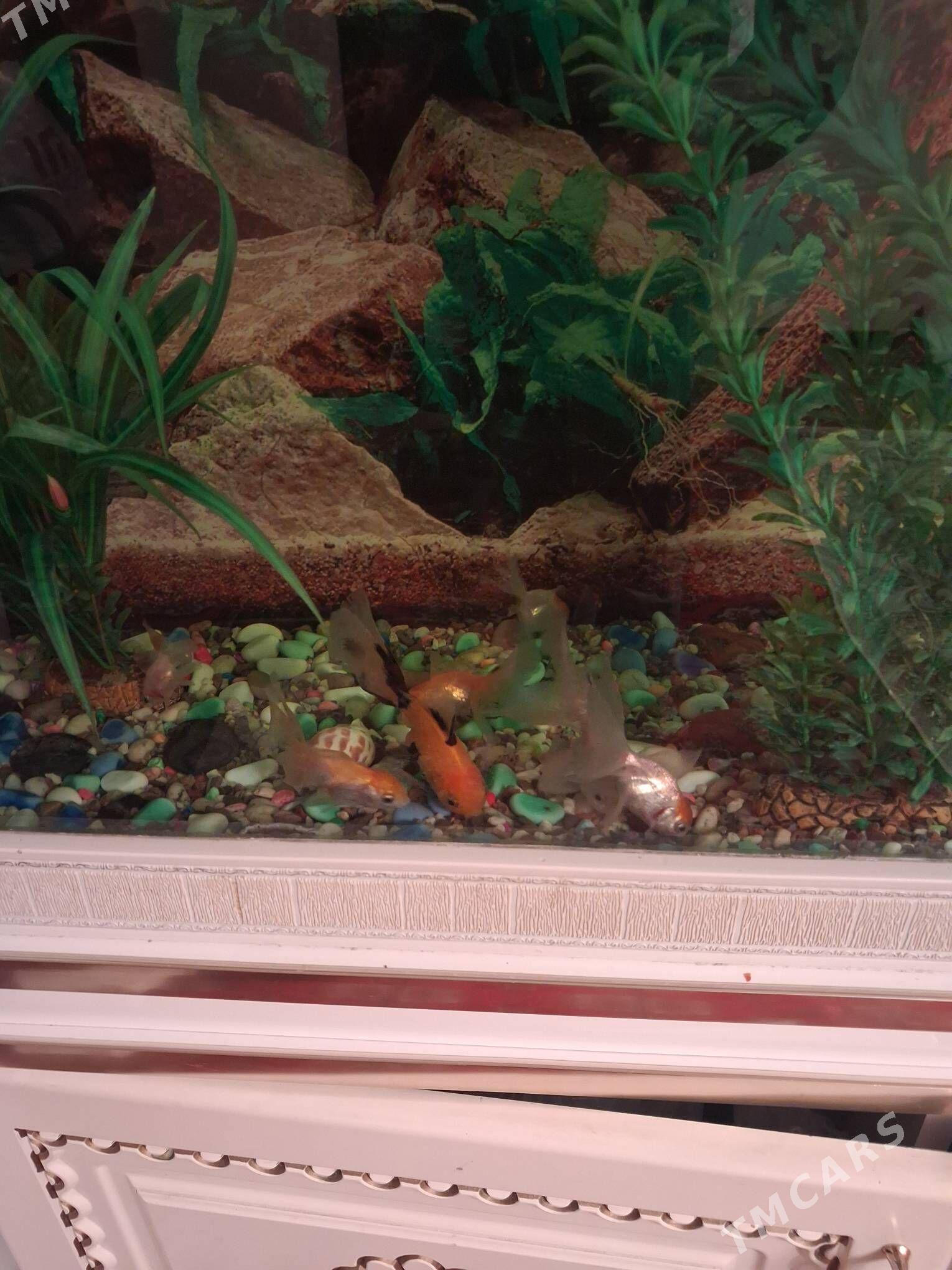 akwarum - Hitrowka - img 2