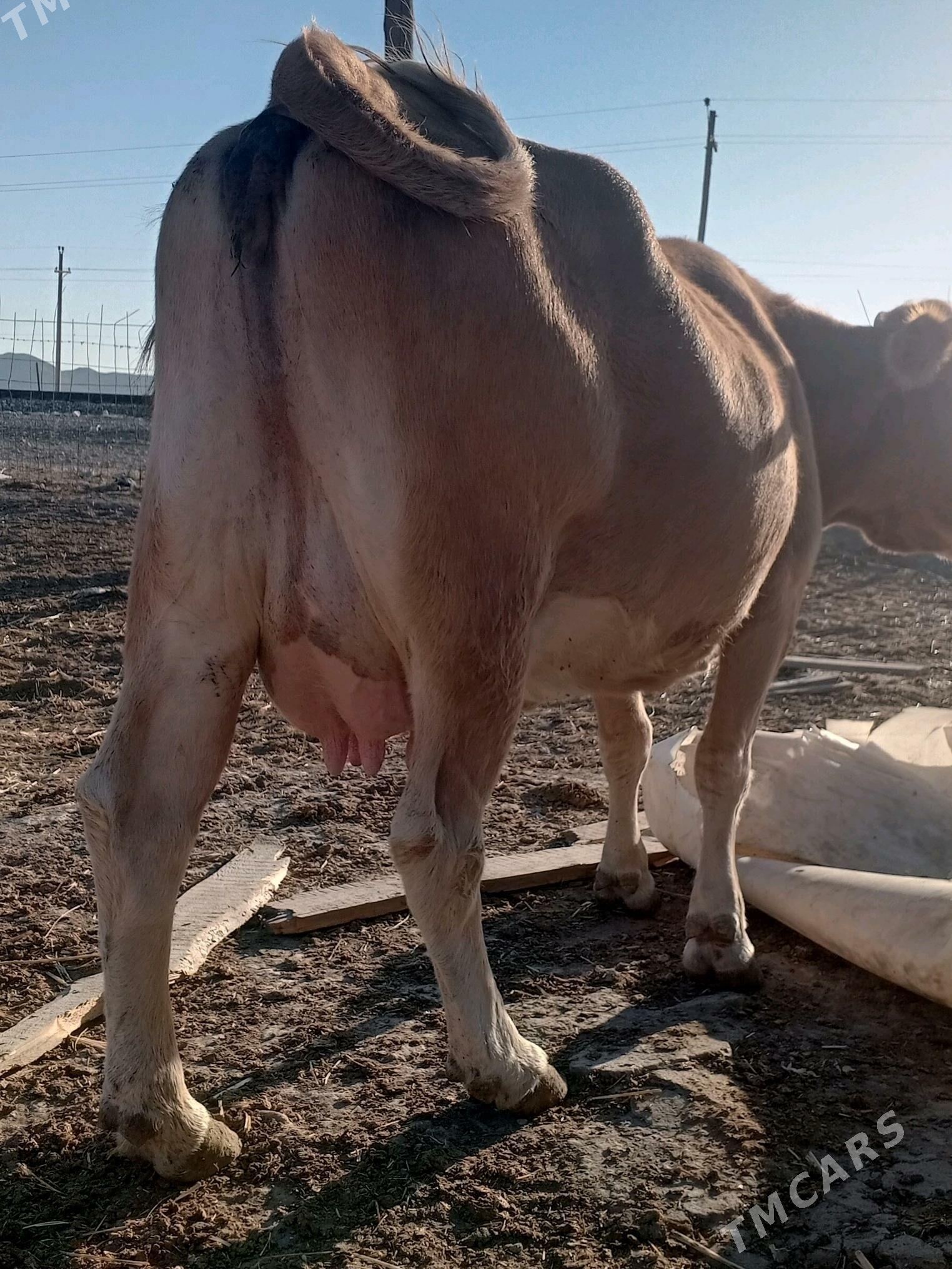 gölelisygr - Bereket - img 2