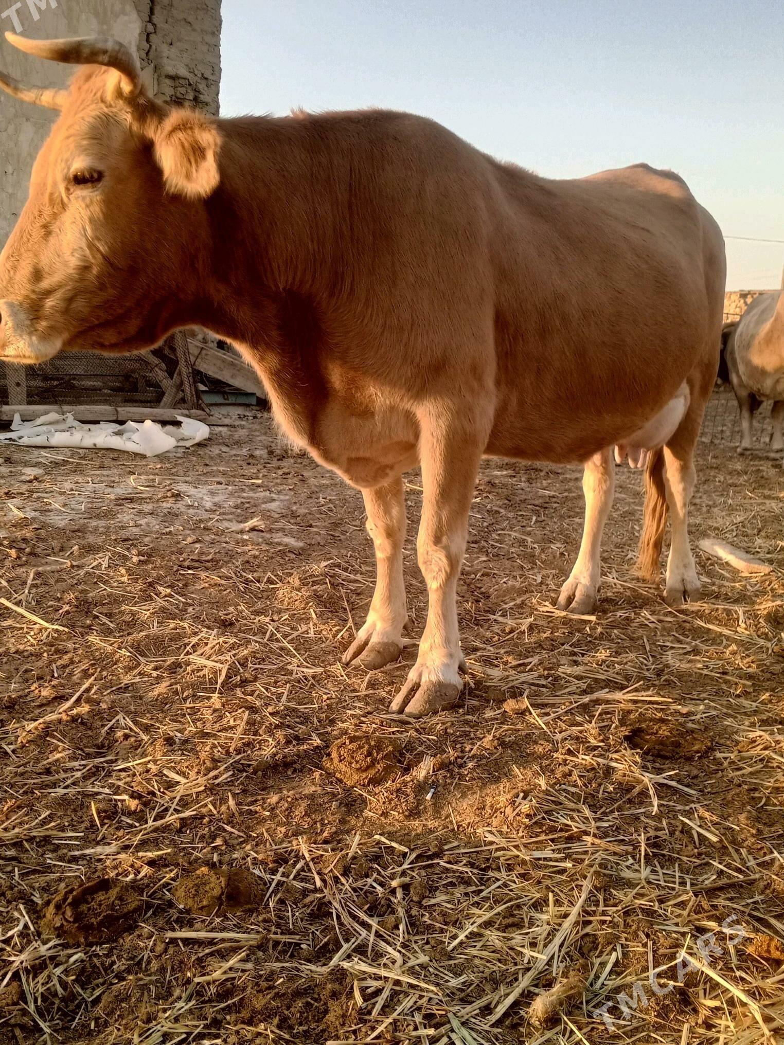 gölelisygr - Bereket - img 3