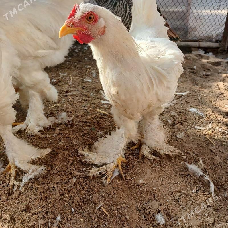 Paroda Towuk - Türkmengala - img 3