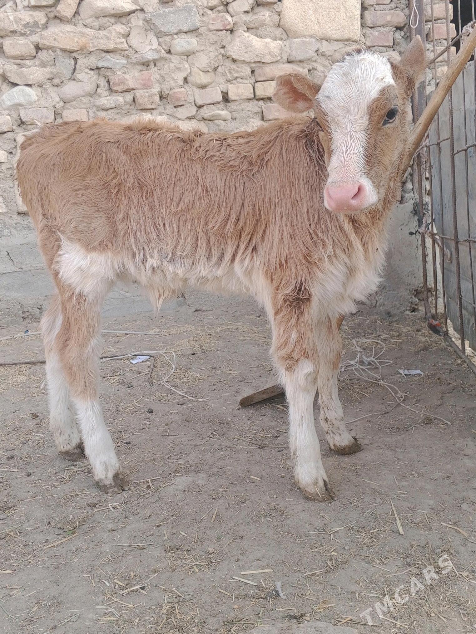 gölelisygr - Bereket - img 4