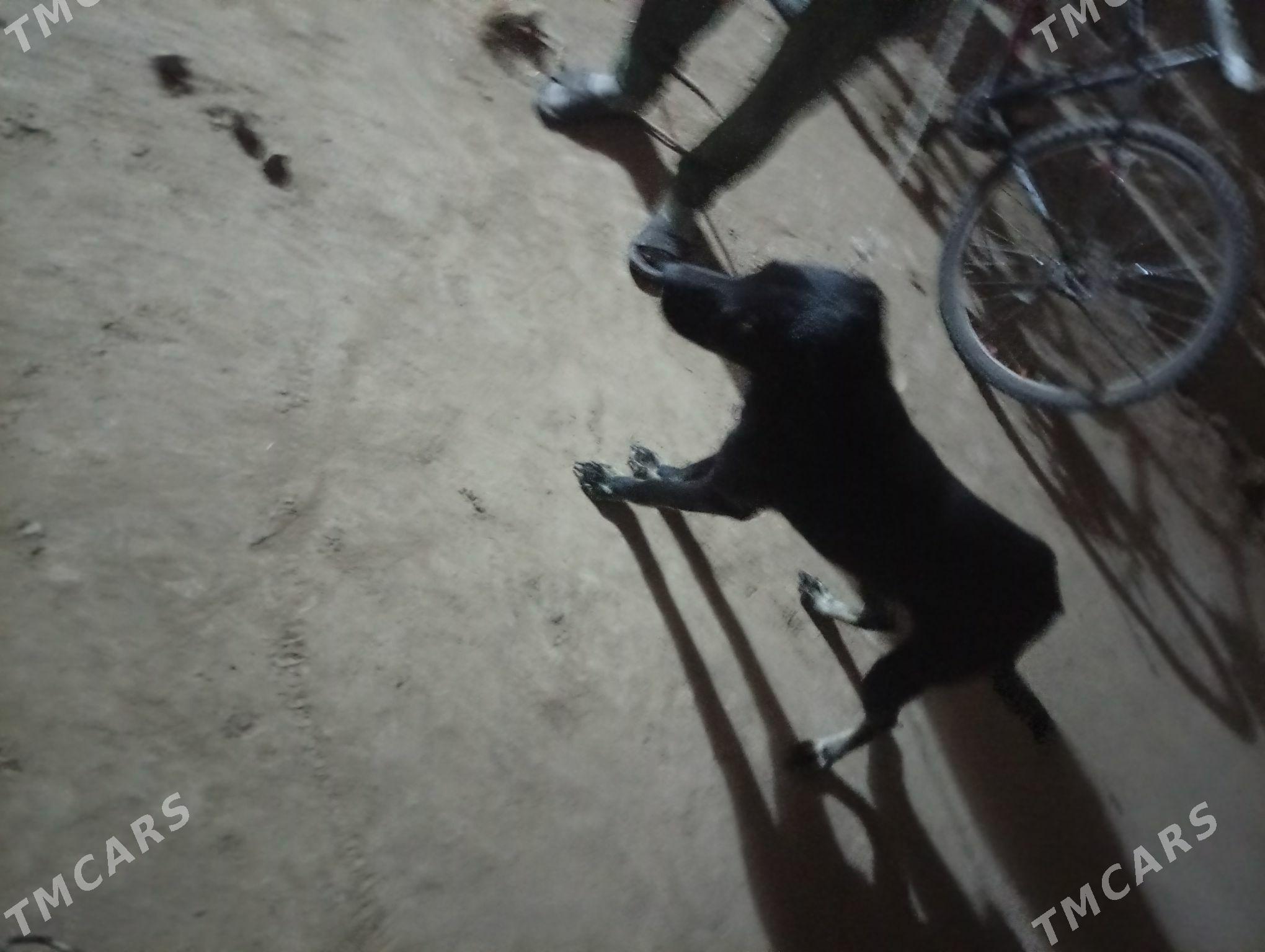 Tazy - Akdepe - img 5