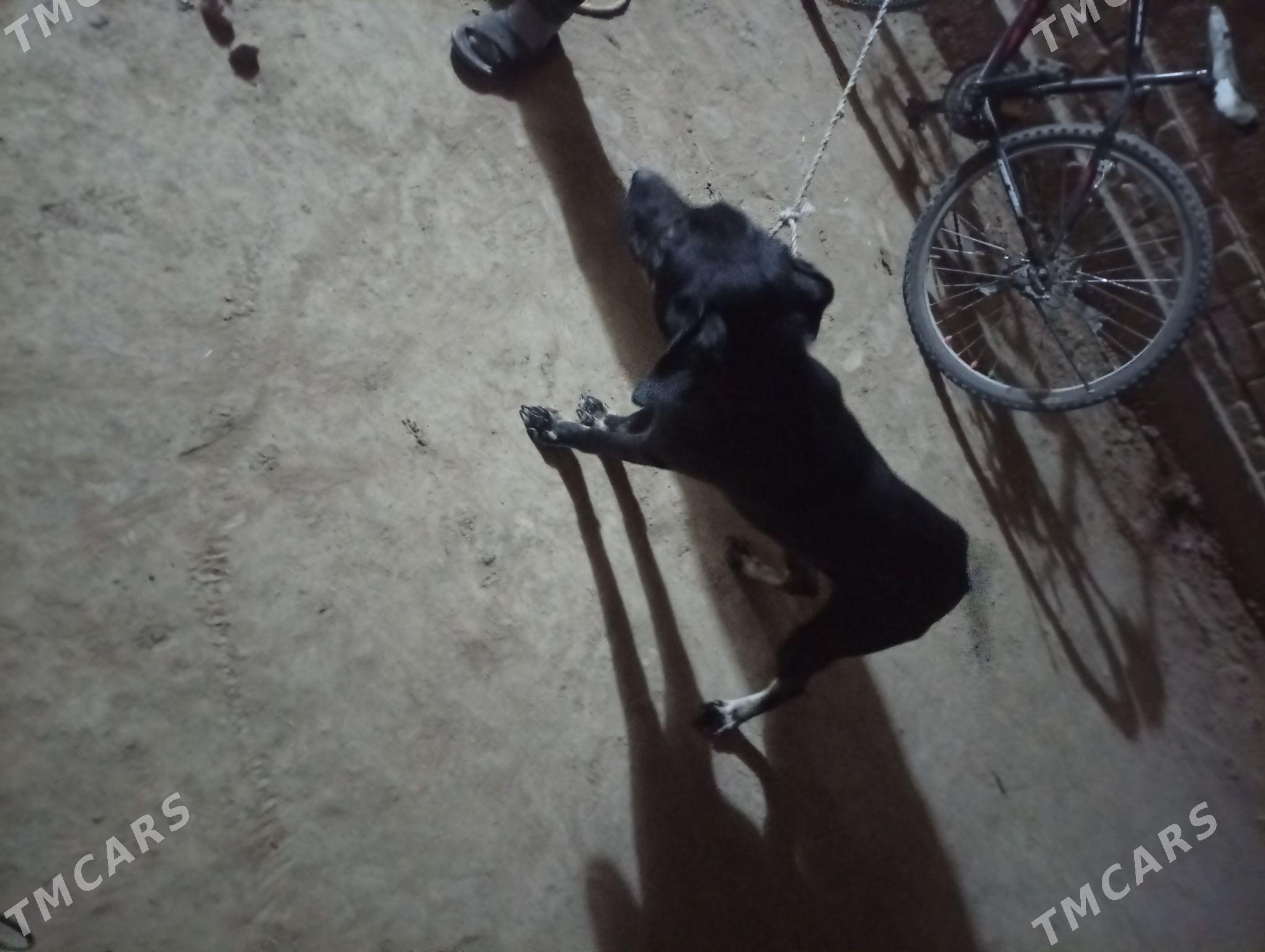 Tazy - Akdepe - img 2