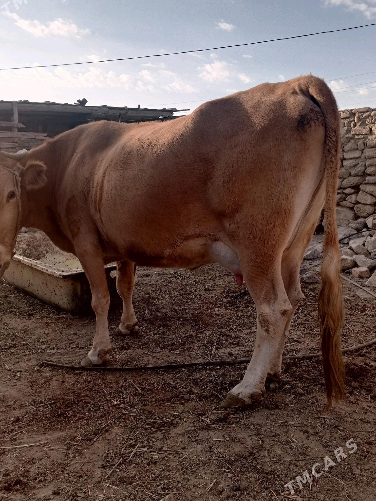 gölelisygr - Bereket - img 5