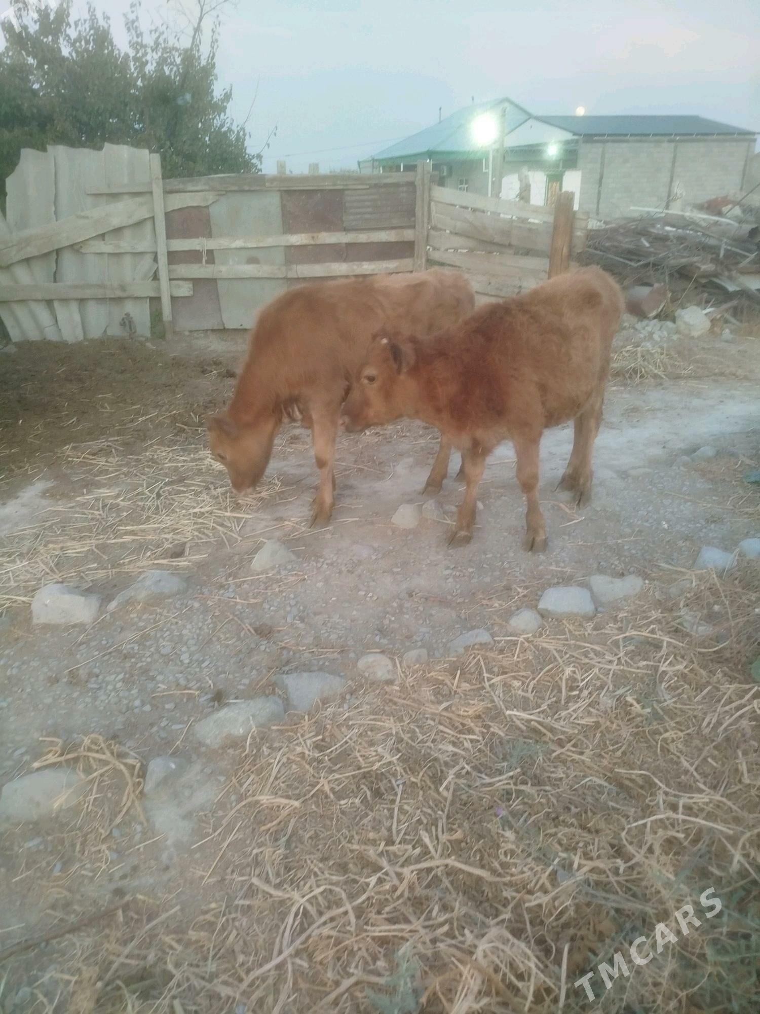 okuz we tuwe - Бахарден - img 2