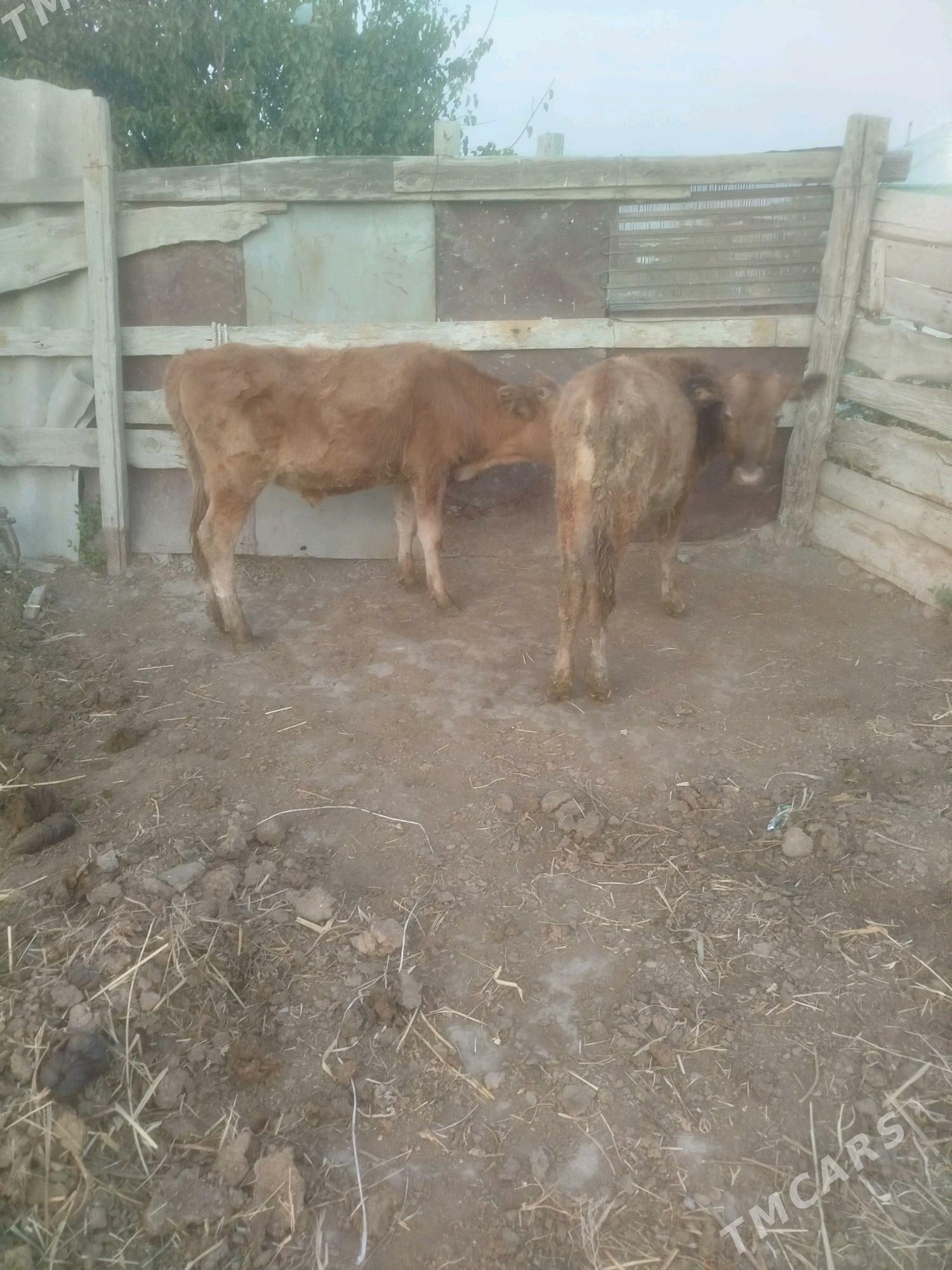 okuz we tuwe - Бахарден - img 3