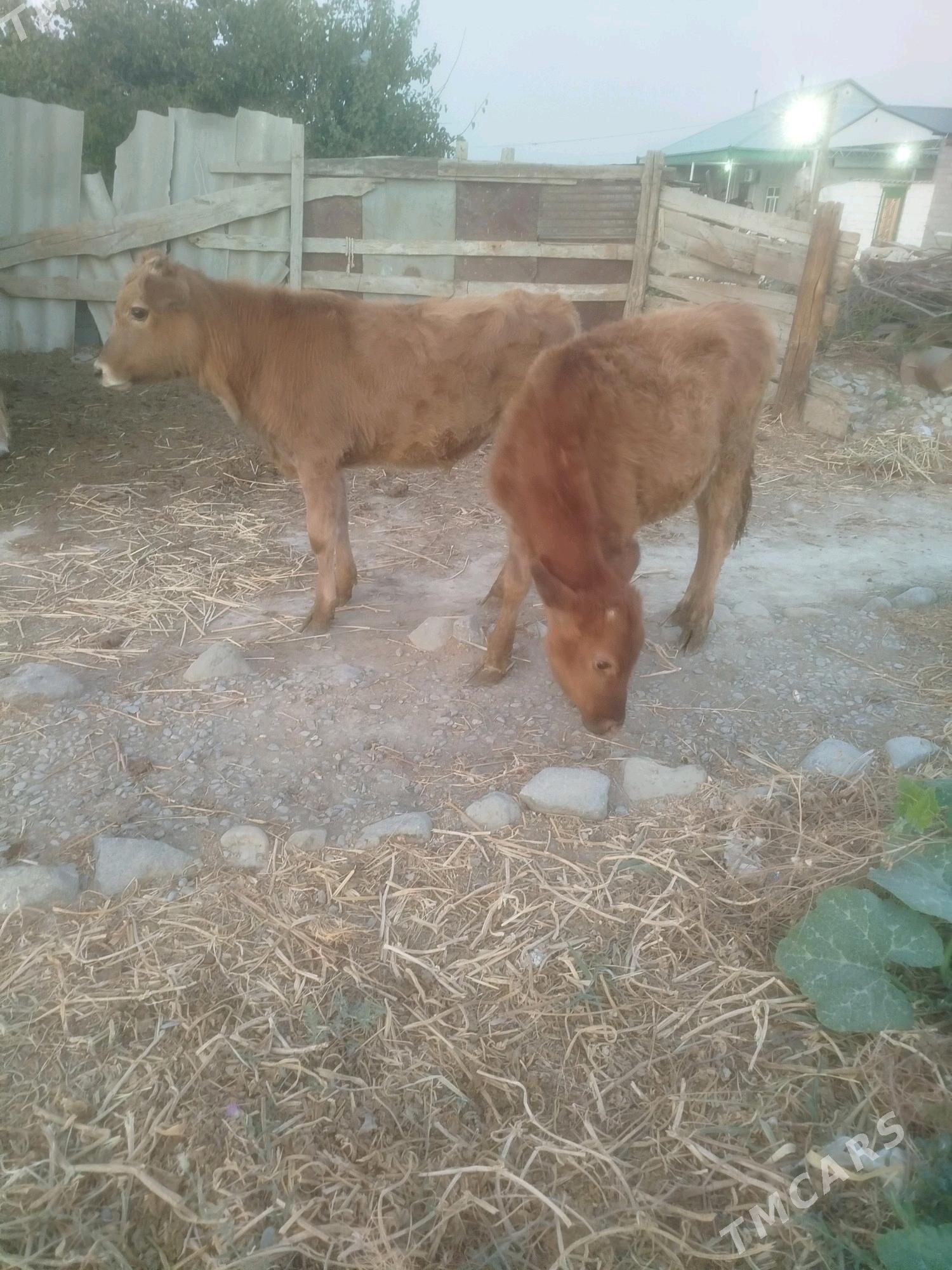 okuz we tuwe - Бахарден - img 1