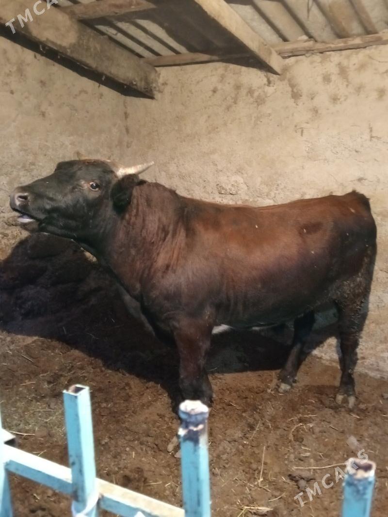 Uly öküz - Aşgabat - img 4