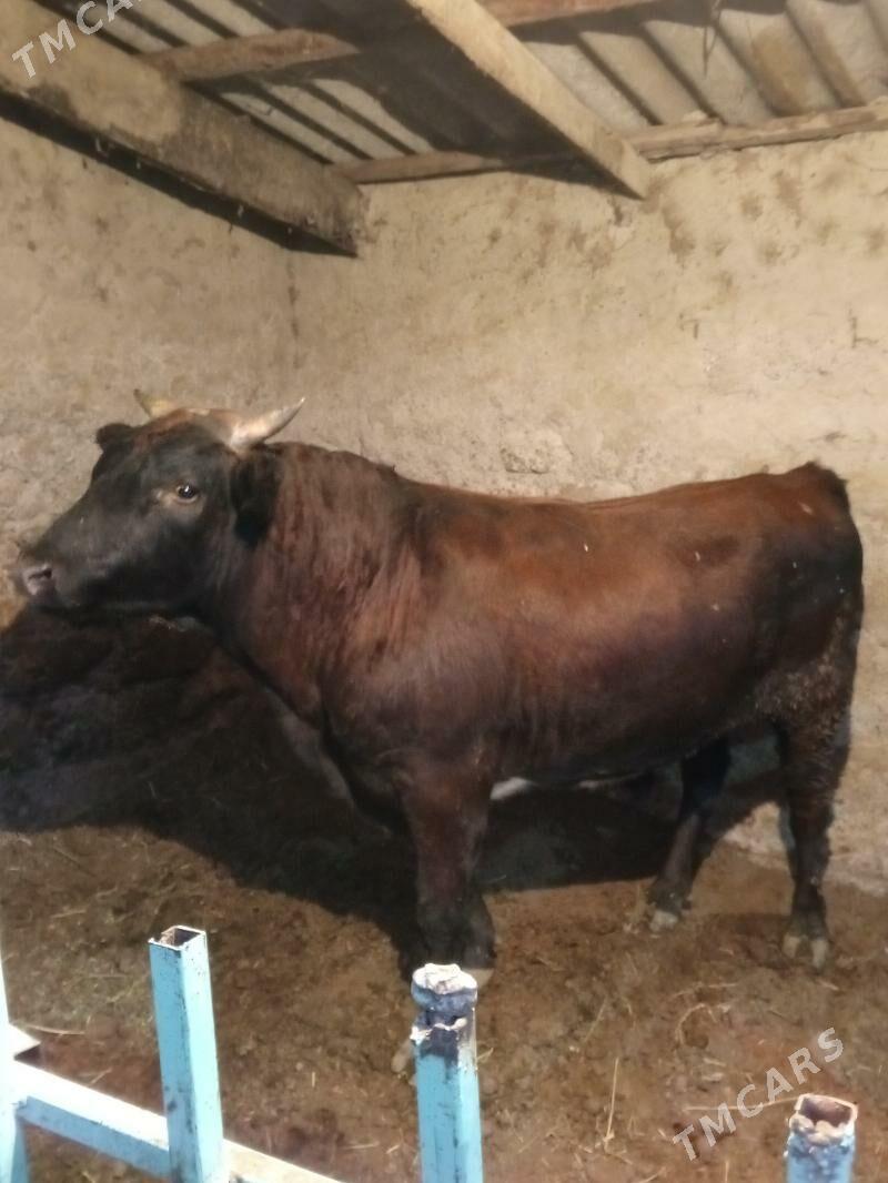 Uly öküz - Aşgabat - img 3