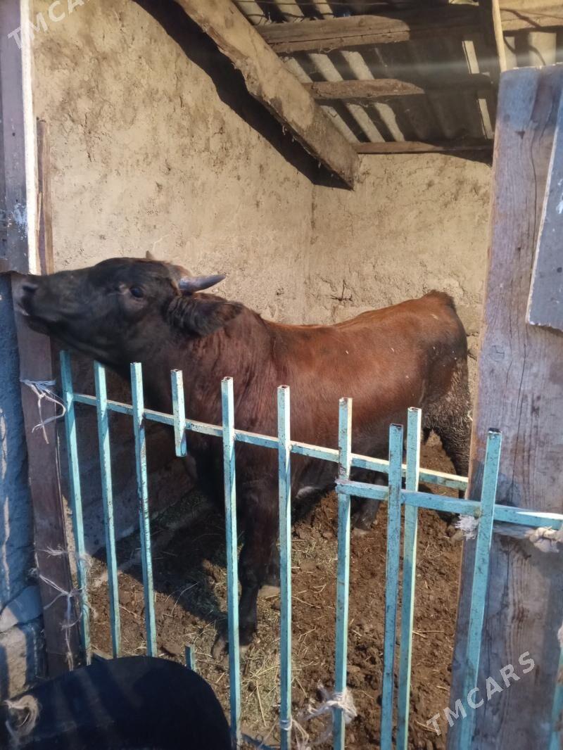 Uly öküz - Aşgabat - img 2