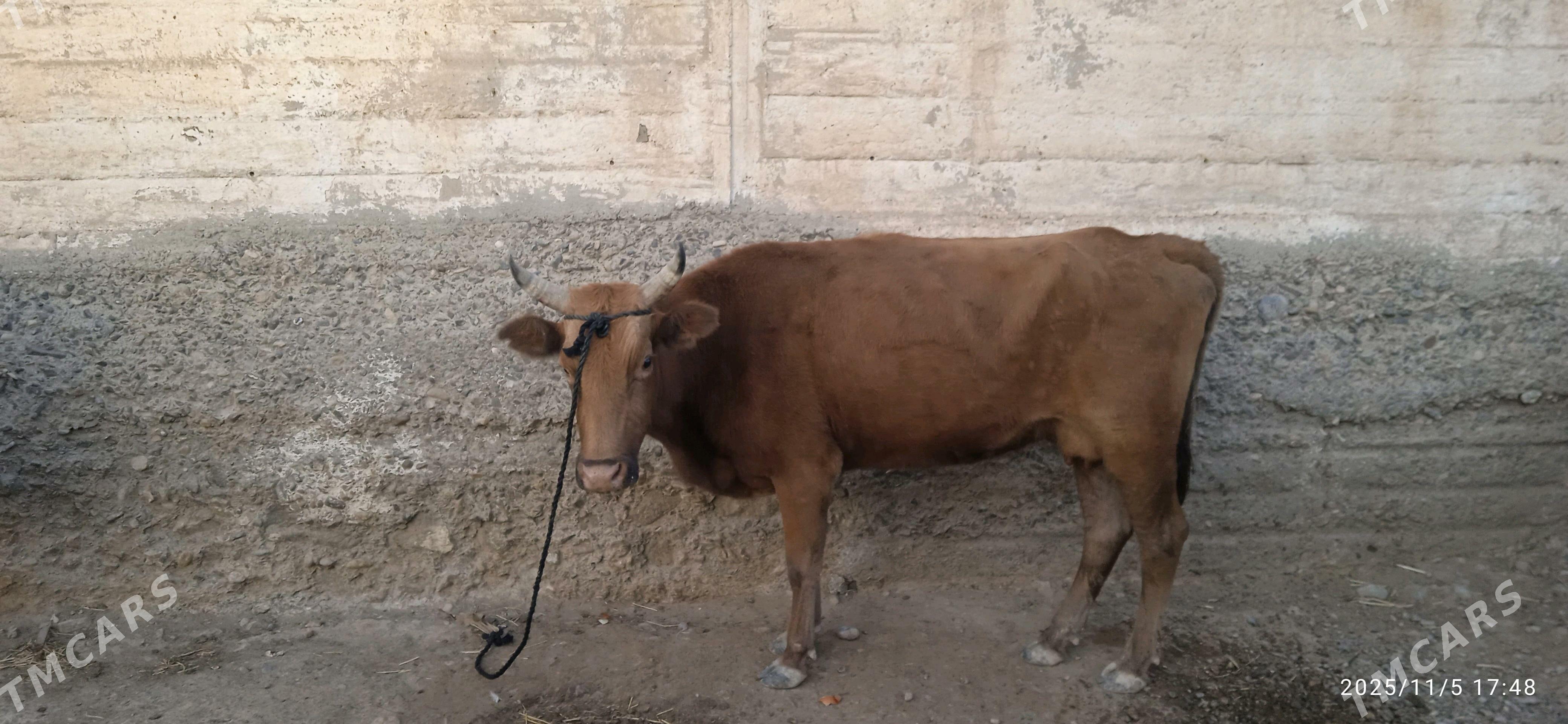 Sygyr - Гызыларбат - img 1