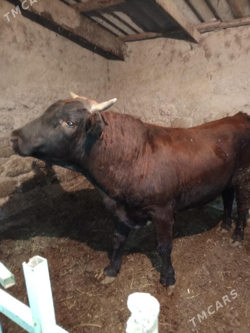 Uly öküz - Aşgabat - img 5