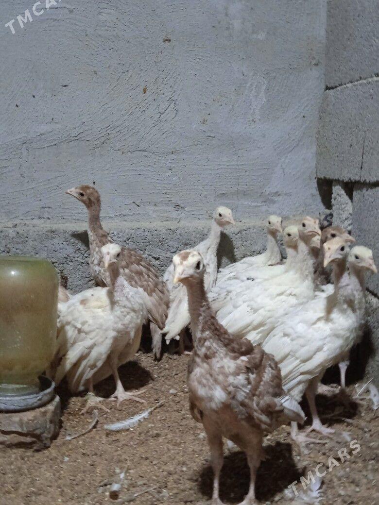 Induk jüyje - Херрикгала - img 1