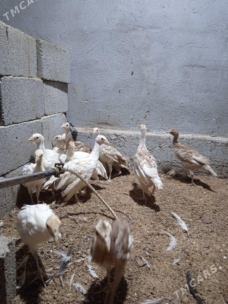 Induk jüyje - Херрикгала - img 2